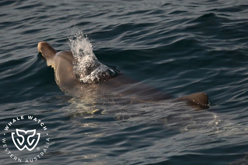 Whale Watch Western Australia