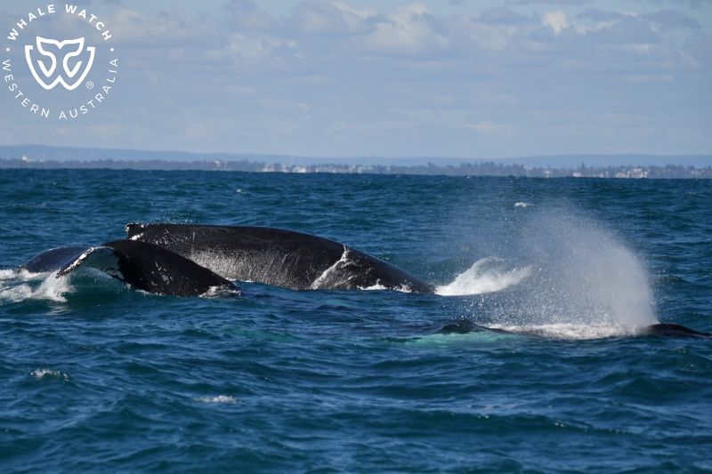 Whale Watch Western Australia
