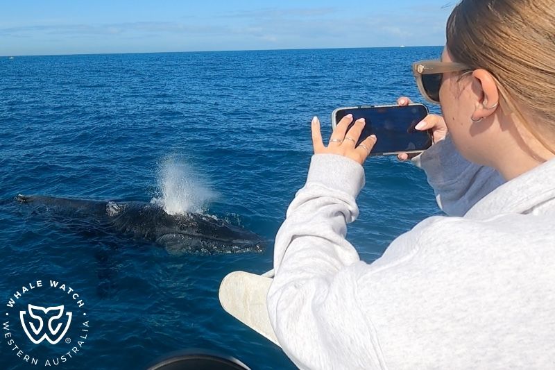 Whale Watch Western Australia