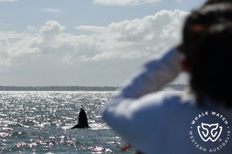 Whale Watch Western Australia