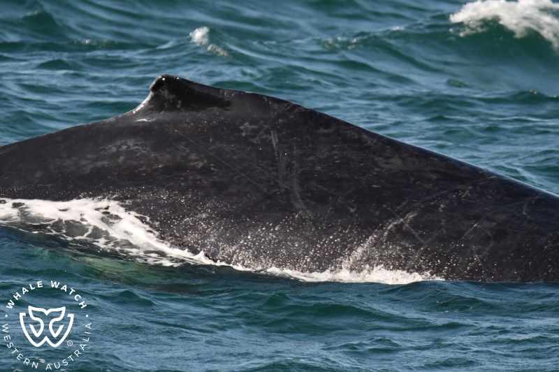 Whale Watch Western Australia