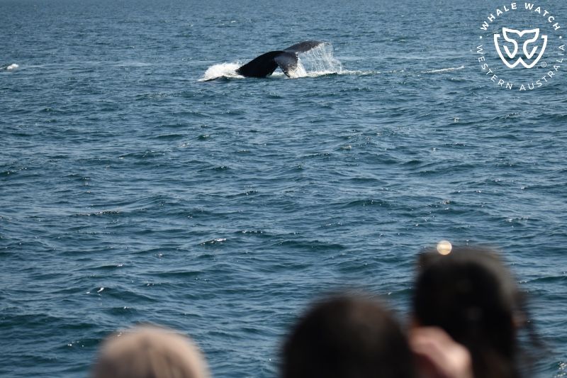 Whale Watch Western Australia