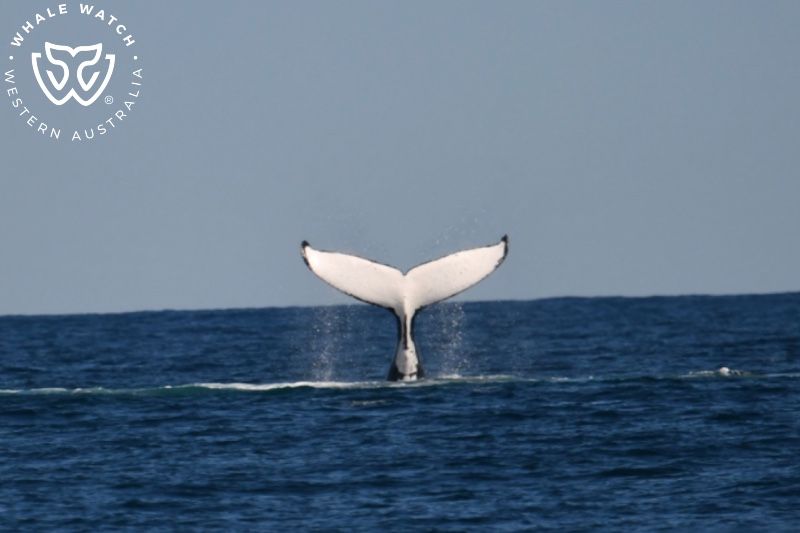 Whale Watch Western Australia