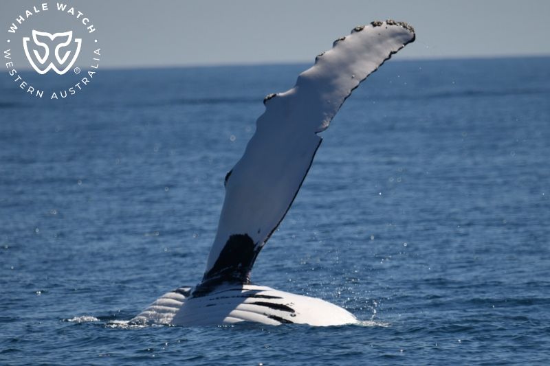 Whale Watch Western Australia