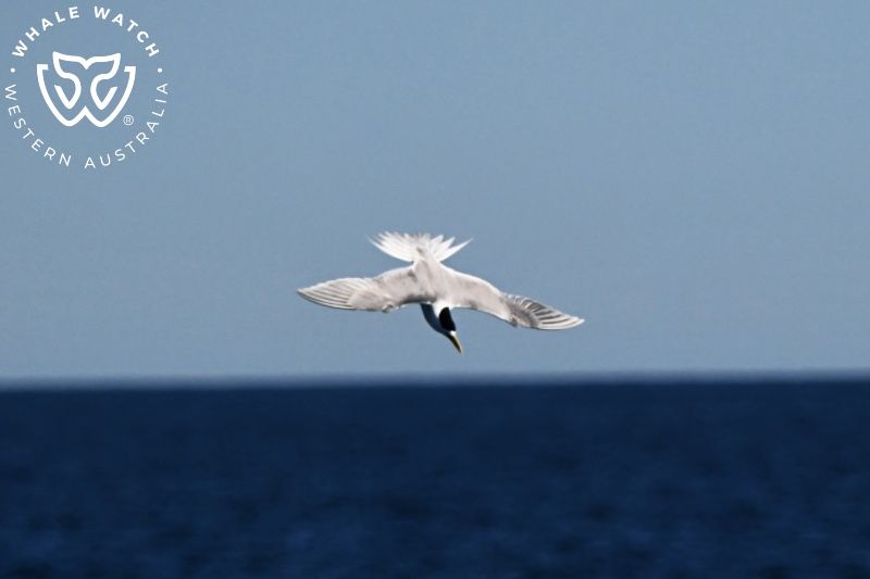 Whale Watch Western Australia
