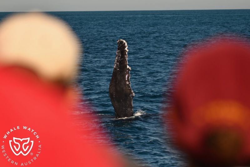 Whale Watch Western Australia