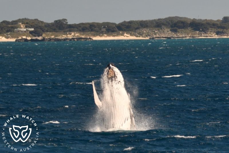 Whale Watch Western Australia