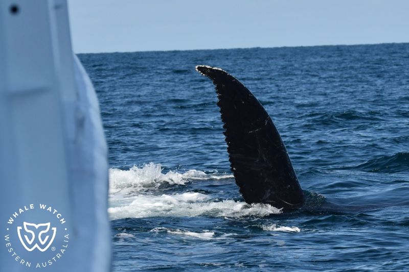 Whale Watch Western Australia