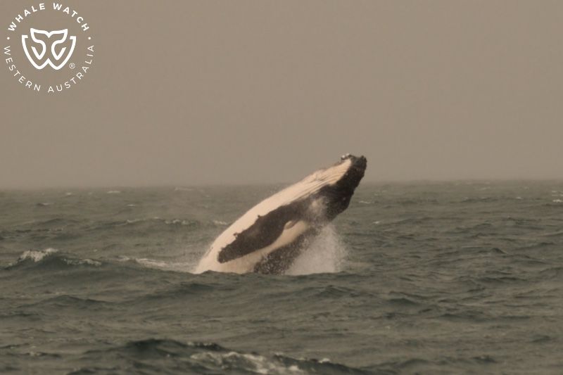 Whale Watch Western Australia