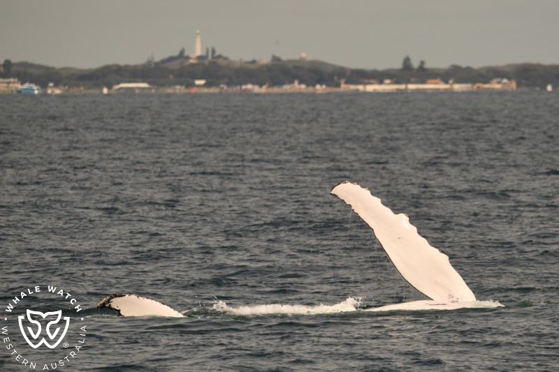 Whale Watch Western Australia