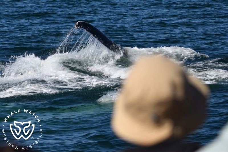 Whale Watch Western Australia