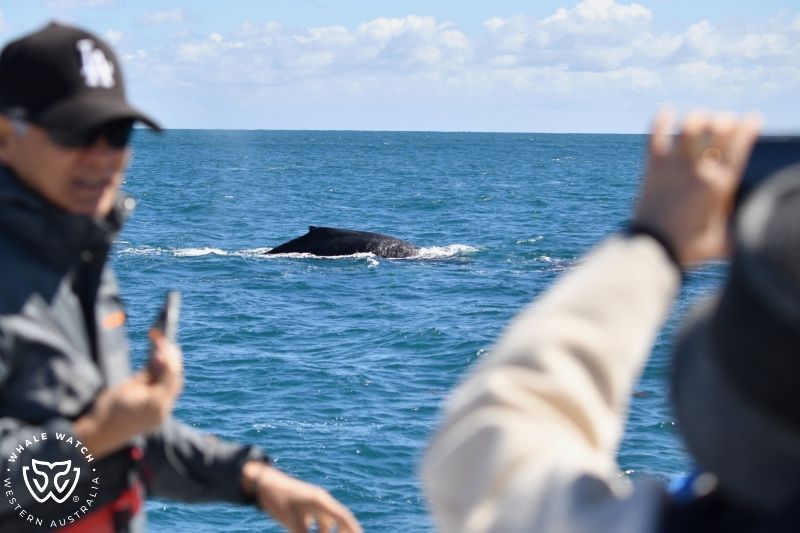 Whale Watch Western Australia