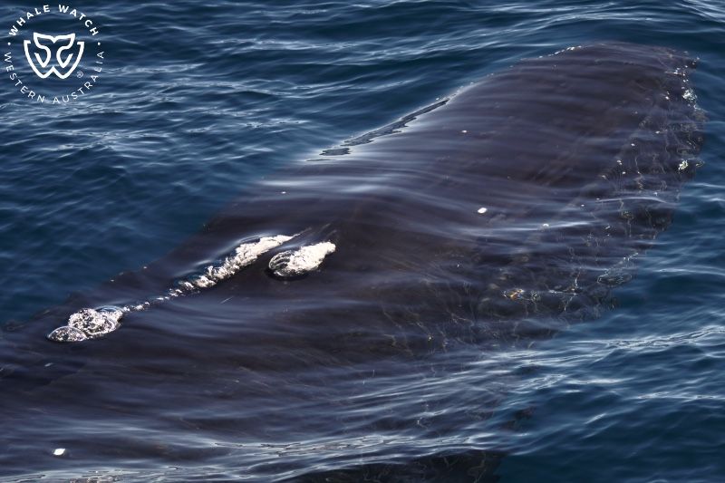 Whale Watch Western Australia