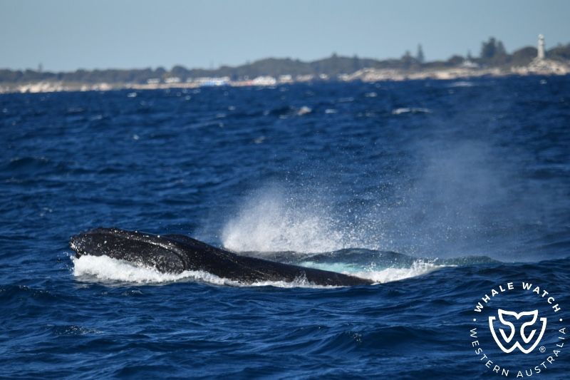 Whale Watch Western Australia