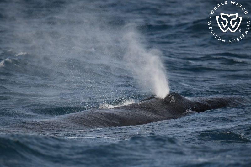 Whale Watch Western Australia