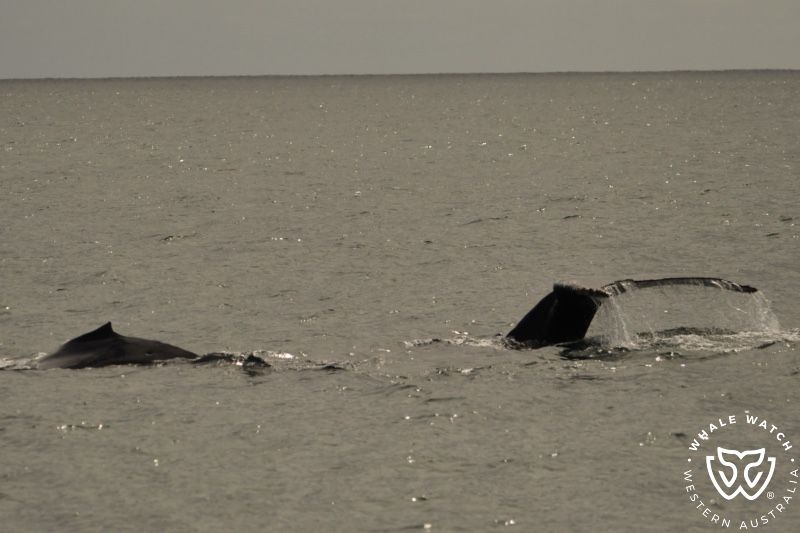 Whale Watch Western Australia