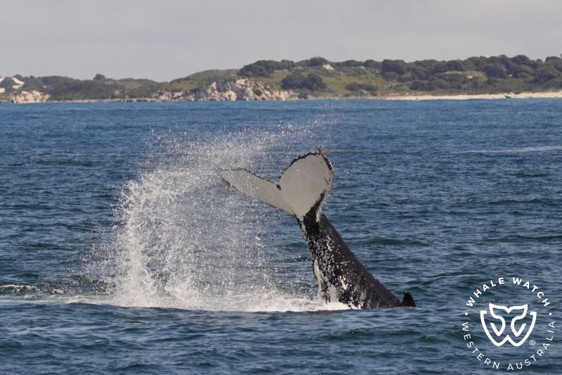 Whale Watch Western Australia