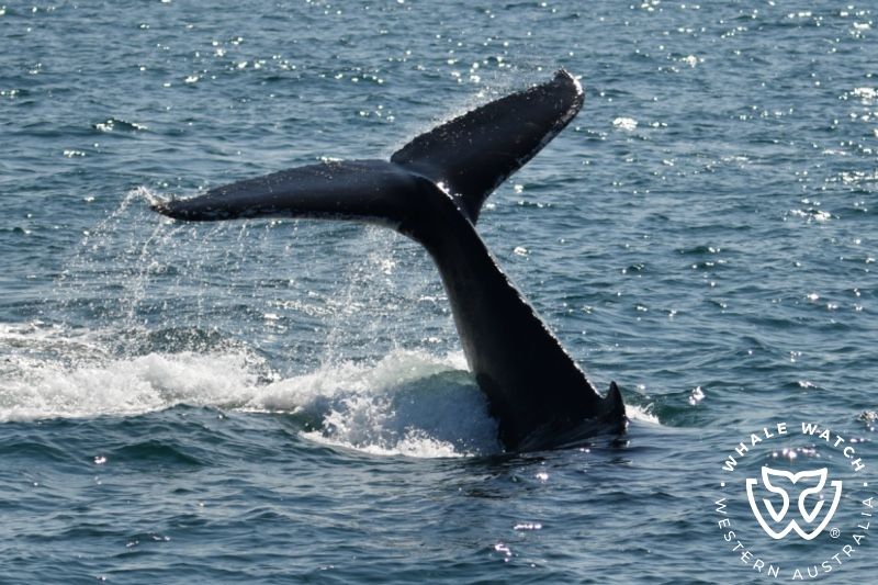 Whale Watch Western Australia