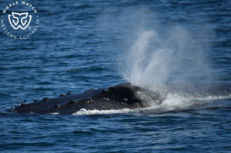 Whale Watch Western Australia