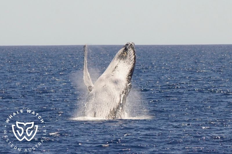Whale Watch Western Australia