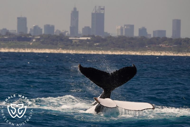 Whale Watch Western Australia
