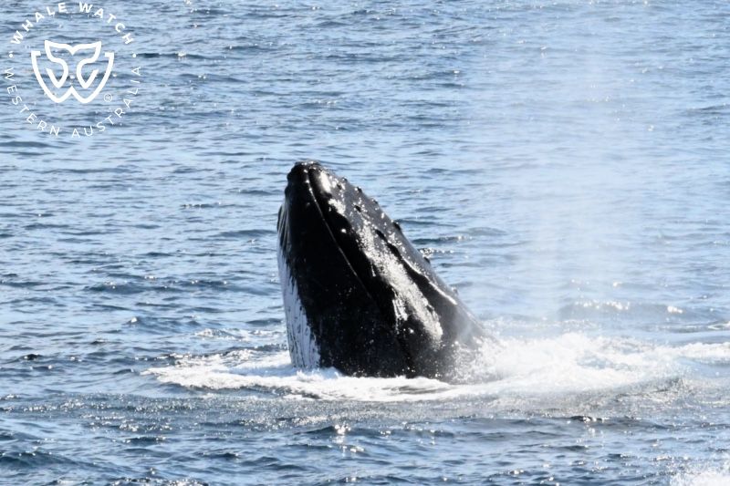 Whale Watch Western Australia