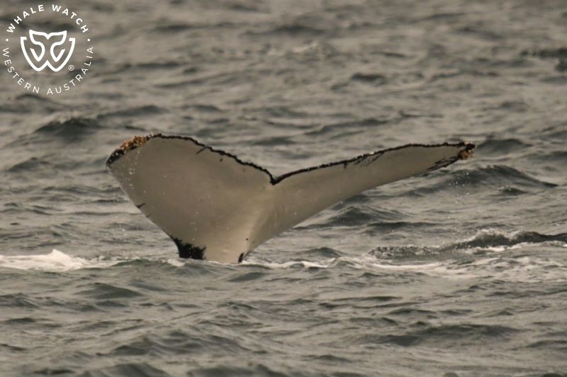Whale Watch Western Australia