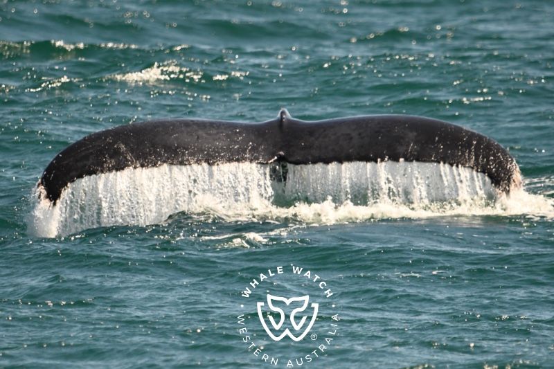 Whale Watch Western Australia