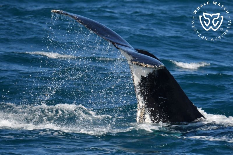 Whale Watch Western Australia