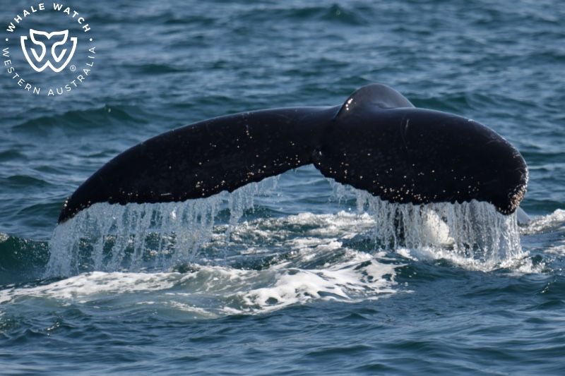 Whale Watch Western Australia