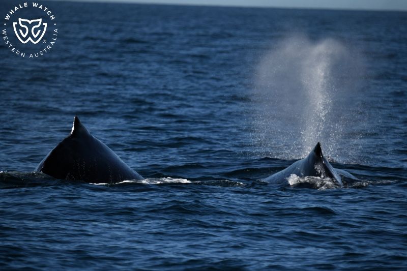 Whale Watch Western Australia
