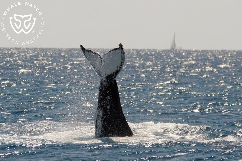 Whale Watch Western Australia