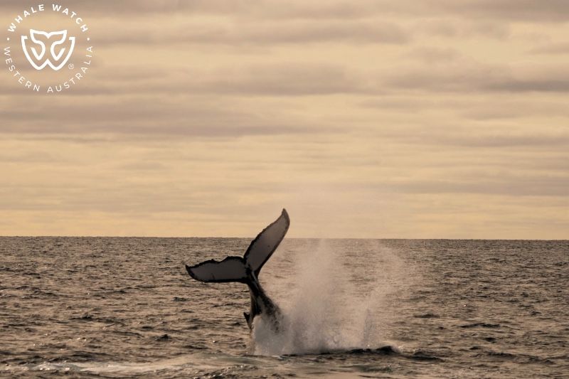 Whale Watch Western Australia