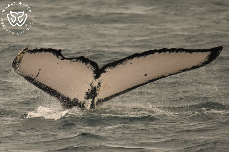 Whale Watch Western Australia