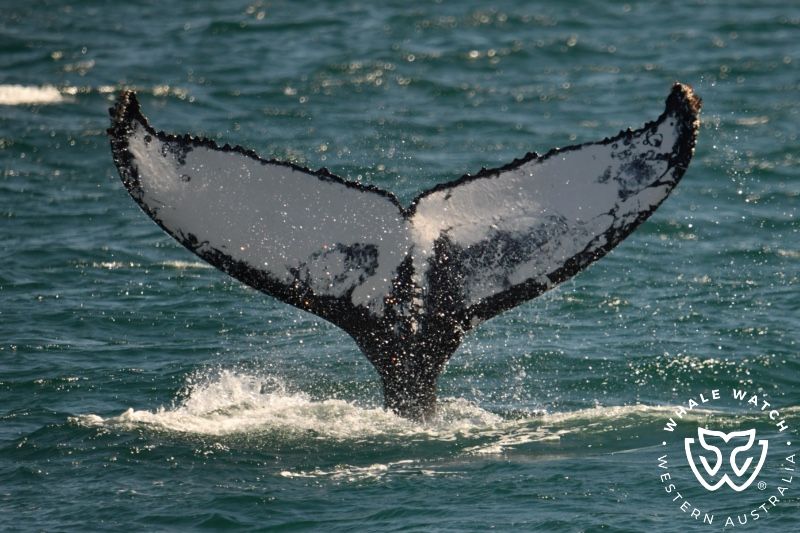 Whale Watch Western Australia
