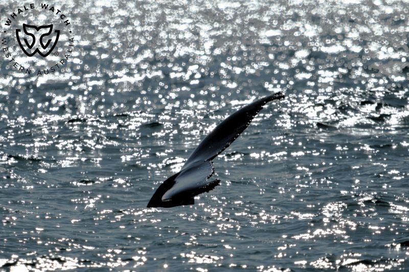 Whale Watch Western Australia