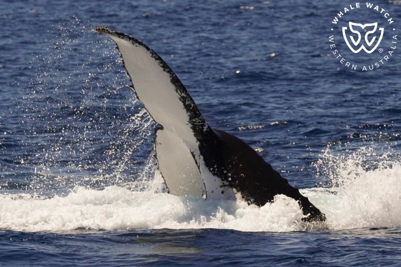 Whale Watch Western Australia