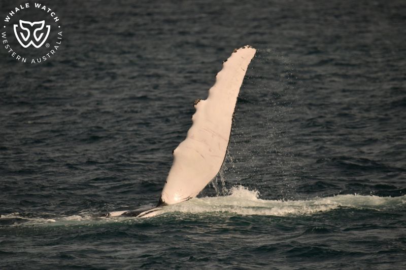 Whale Watch Western Australia