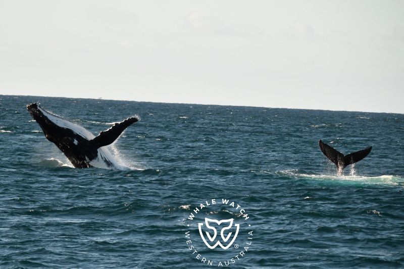 Whale Watch Western Australia