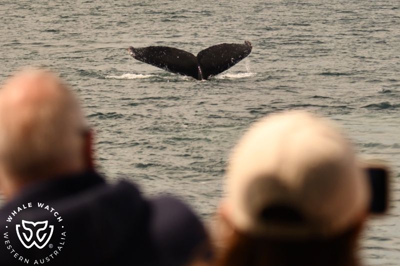 Whale Watch Western Australia