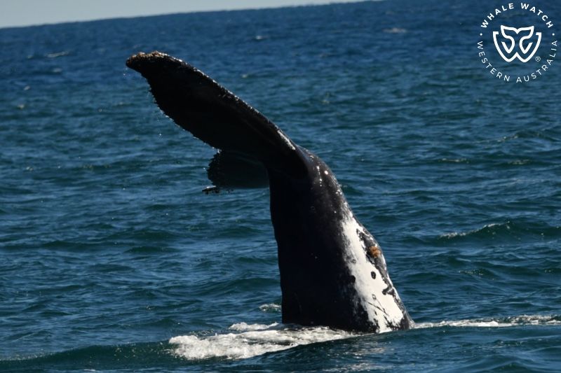 Whale Watch Western Australia