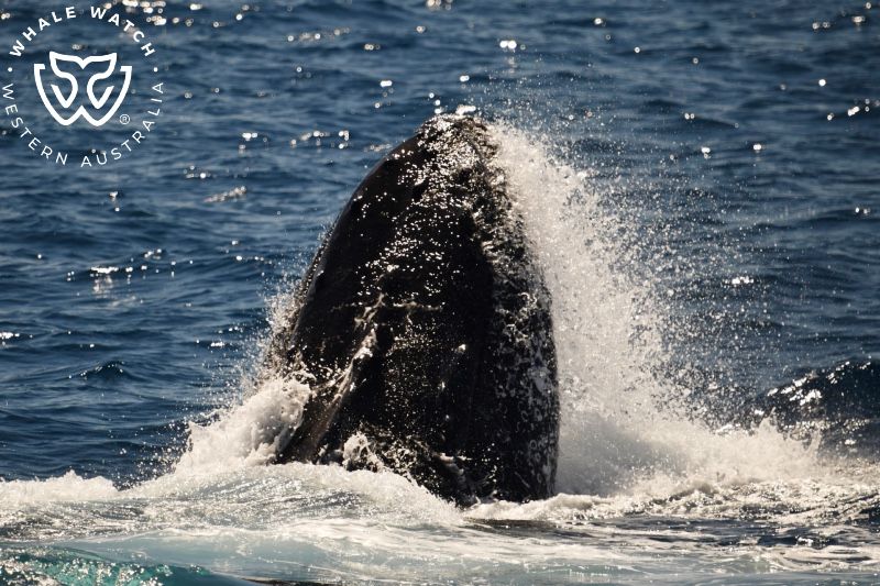 Whale Watch Western Australia