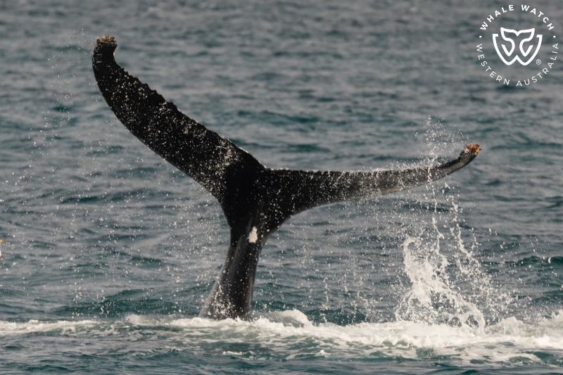 Whale Watch Western Australia