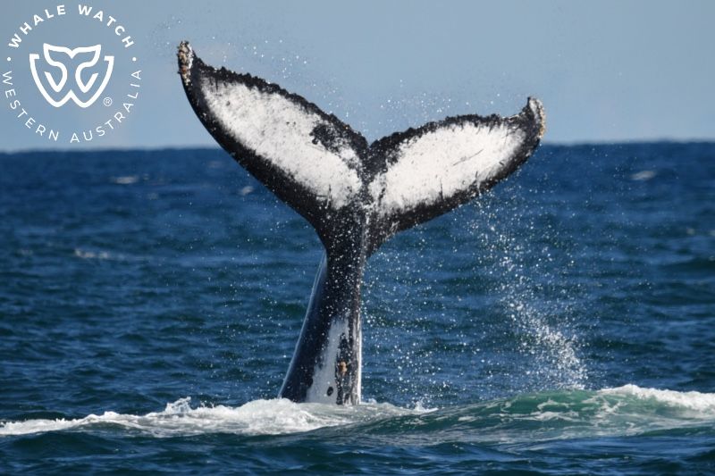 Whale Watch Western Australia