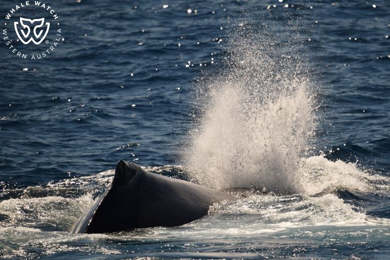 Whale Watch Western Australia