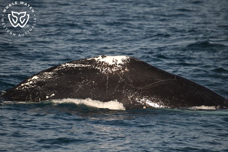 Whale Watch Western Australia