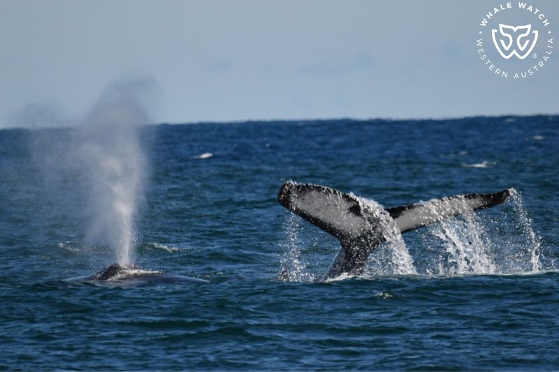 Whale Watch Western Australia
