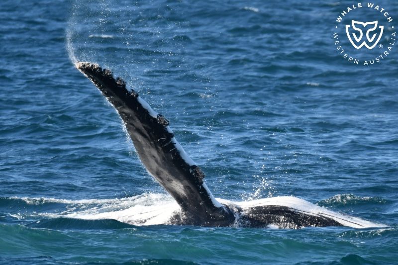 Whale Watch Western Australia