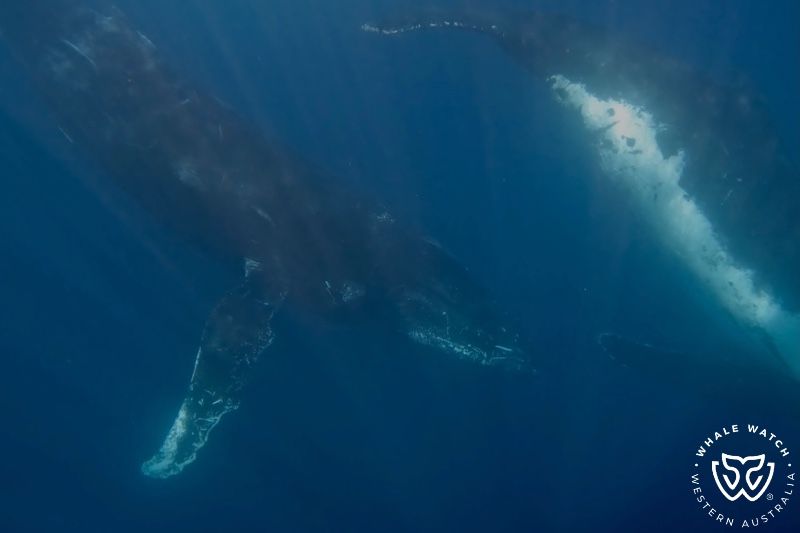 Whale Watch Western Australia