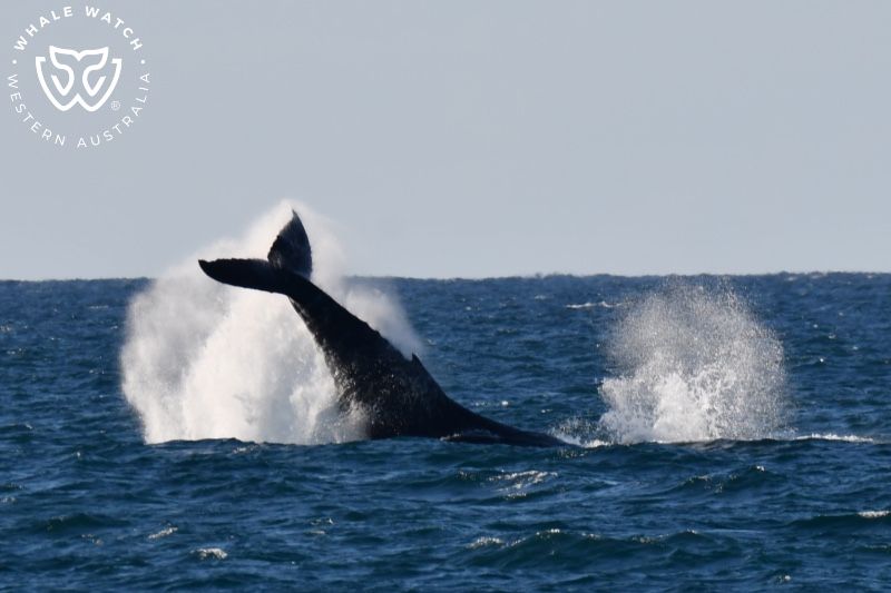 Whale Watch Western Australia